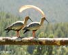 Tit.: Aterrizaje Bolsón - Lugar: El Bolsón - Autor: Matías Lauge
